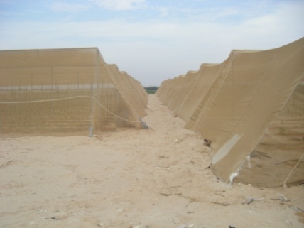 بيت شبك في منطقة الاغوار